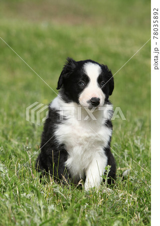 Amazing border collie puppy looking at you Amazing border collie puppy looking at you 78035892