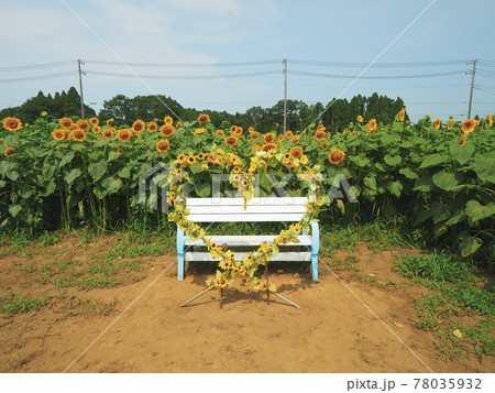 【千葉】成田ゆめ牧場 ひまわりの迷路 【千葉】成田ゆめ牧場 ひまわりの迷路 78035932