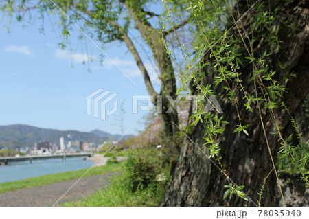 被爆樹木「青少年センター西側のシダレヤナギ」in HIROSHIMA 78035940