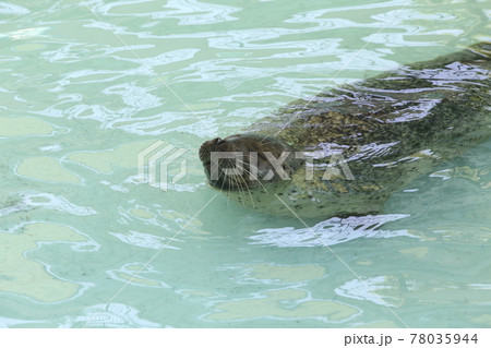 大牟田市　動物園　アザラシ、 78035944