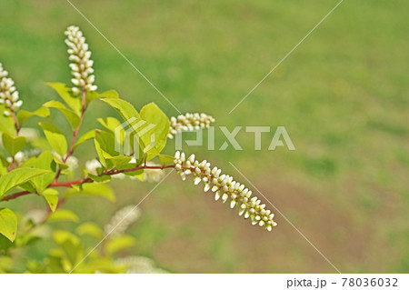 コバノズイナの白い花 78036032