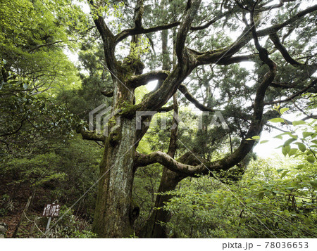 【茨城】筑波山の巨木 紫峰杉 【茨城】筑波山の巨木 紫峰杉 78036653