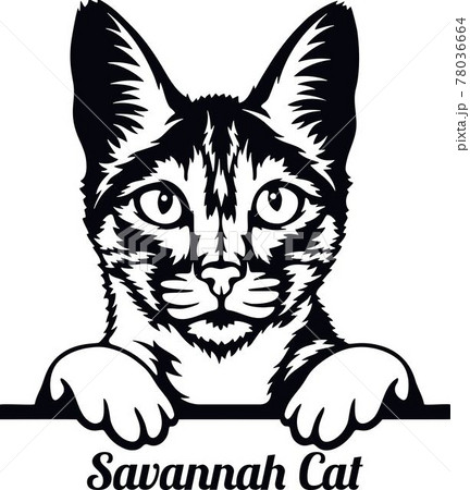 Savannah Cat - Cat breed. Cat breed head isolated on a white background 78036664