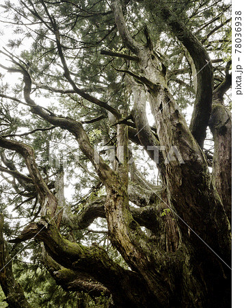 【富山の巨木】立山杉 天然記念物 中村の大杉 78036938