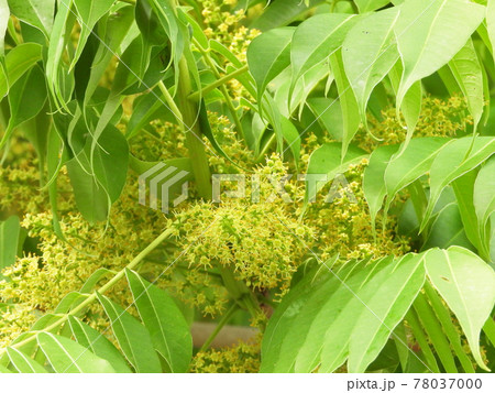 ハゼノキの花 ハゼノキの花 78037000