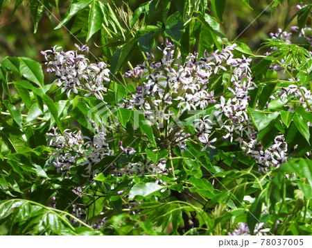 センダンの花 78037005