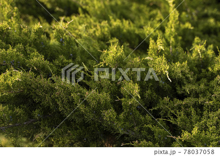 Green hedge of thuja trees. Closeup fresh green branches of thuja trees. Evergreen coniferous Tui tree. Nature, background. 78037058