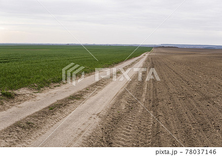 Field of young green wheat seedlings. Sprouts of young barley or wheat that have sprouted in the soil. Close up on sprouting rye on a field. Sprouts of rye. Agriculture, cultivation. Field of young green wheat seedlings. Sprouts of young barley or wheat that have sprouted in the soil. Close up on sprouting rye on a field. Sprouts of rye. Agriculture, cultivation. 78037146