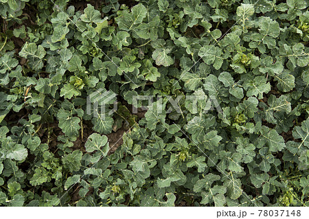 Close up of winter rape plants on a spring field. Agriculture, cultivating. 78037148