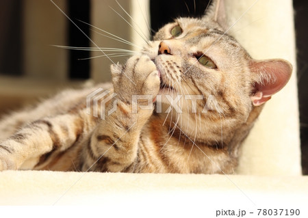 肉球を広げて手をなめる猫アメリカンショートヘアシルバーパッチドタビーの写真素材