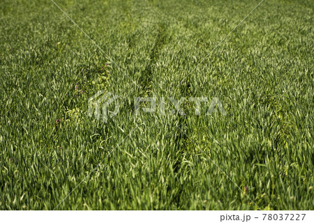 Young green wheat seedlings growing in soil on a field. Close up on sprouting rye on a field. Sprouts of rye. Sprouts of young barley or wheat that have sprouted in the soil. Agriculture, cultivation. 78037227