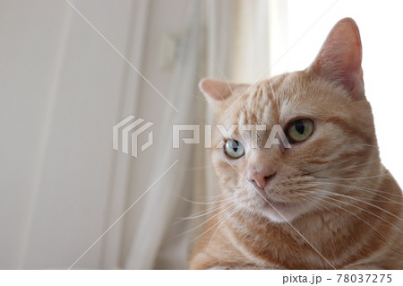 凛々しい表情の美猫アメリカンショートヘアレッドタビー 78037275