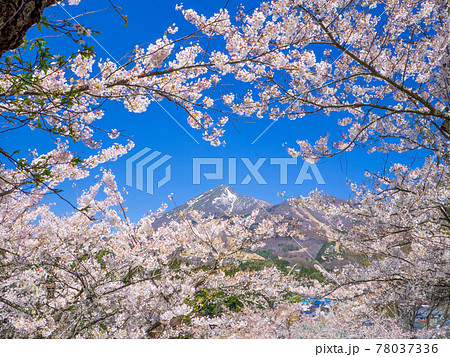 満開の桜の合間から覗く雪の残る磐梯山 (亀ヶ城公園、猪苗代、福島) 満開の桜の合間から覗く雪の残る磐梯山 (亀ヶ城公園、猪苗代、福島) 78037336