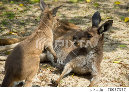 カンガルー　Kangaroo 78037337