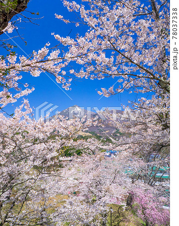 満開の桜の合間から覗く雪の残る磐梯山 (亀ヶ城公園、猪苗代、福島) 78037338