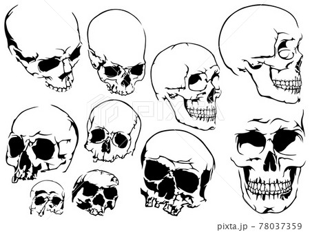 Set of 10 Black and White Human Skulls 78037359