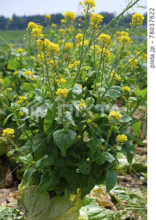 初夏の畑の白菜の花 78037622