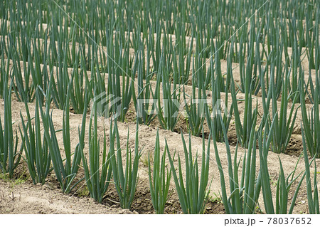 初夏のネギ畑のネギ 78037652