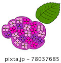 あじさい_ピンク 78037685