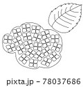 あじさい_線画 78037686