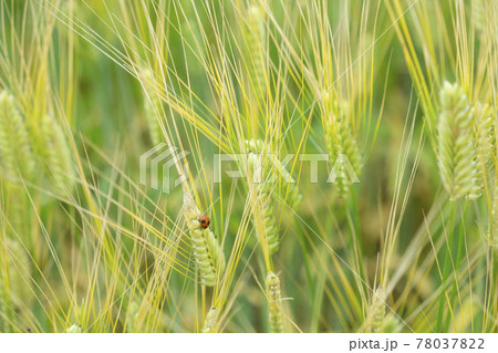 初夏の麦畑のてんとう虫 初夏の麦畑のてんとう虫 78037822