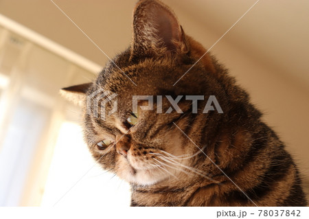悩んで落ち込む雰囲気の鼻ぺちゃ猫アメリカンショートヘアブラウンタビー 悩んで落ち込む雰囲気の鼻ぺちゃ猫アメリカンショートヘアブラウンタビー 78037842