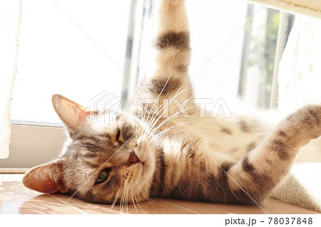 仰向けでウインクする色っぽい猫アメリカンショートヘアブルータビーの写真素材