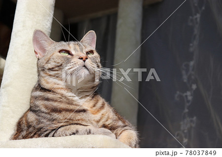 眩しそうに空を見上げる猫アメリカンショートヘアシルバーパッチドタビー 78037849