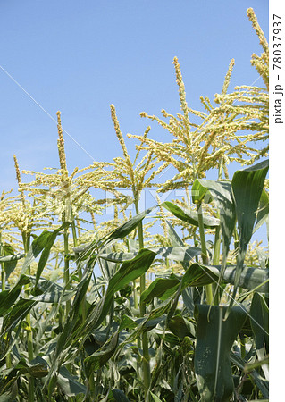 初夏の畑に咲くトウモロコシの雄花の写真素材