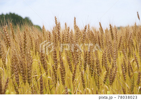 黄金色に輝く初夏の小麦の穂 78038023