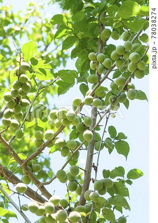 梅雨入り前収穫直前の梅の実 78038274