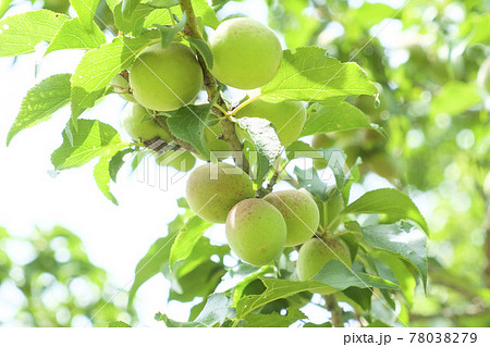 梅雨入り前収穫直前の梅の実 78038279