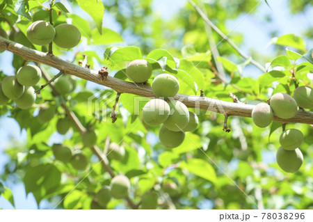 梅雨入り前収穫直前の梅の実 梅雨入り前収穫直前の梅の実 78038296