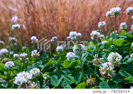 花咲くクローバー 78038334