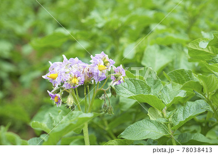 初夏の男爵芋の花 初夏の男爵芋の花 78038413