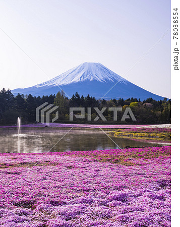 【山梨】富士山と芝桜 78038554