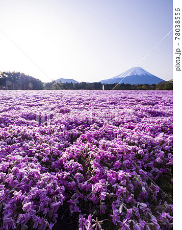 【山梨】富士山と芝桜 78038556