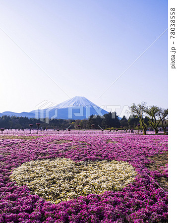 【山梨】富士山と芝桜とハートマーク 78038558