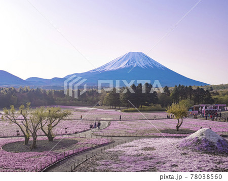 【山梨】朝の富士山と芝桜 78038560