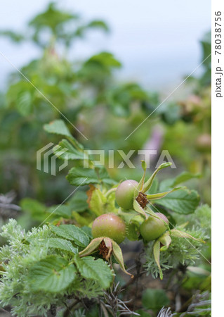 初夏の浜辺のハマナスの実　ローズヒップ 78038756