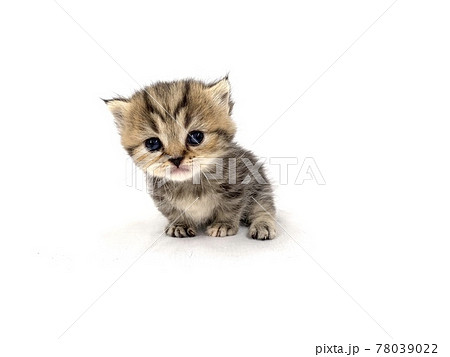 マンチカン子猫 78039022
