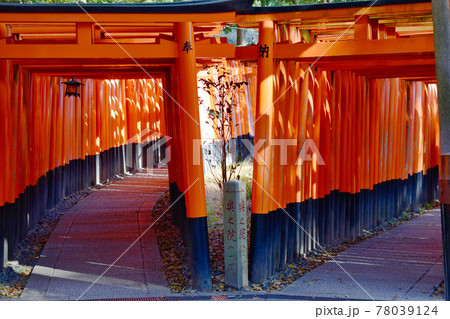 伏見稲荷大社　千本鳥居（京都府京都市） 78039124