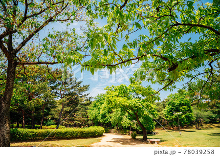 Green forest at Royal Tomb of King Suro in Gimhae, Korea Green forest at Royal Tomb of King Suro in Gimhae, Korea 78039258