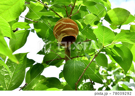 スズメバチの巣　作り始めのスズメバチの巣　初夏の自然風景　　 78039292