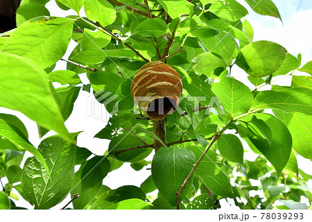 スズメバチの巣　作り始めのスズメバチの巣　初夏の自然風景　　 78039293