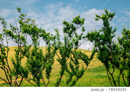 Daeseong-dong Ancient Tombs in Gimhae, Korea 78039295