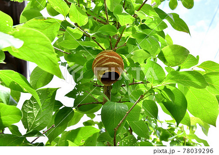 スズメバチの巣　作り始めのスズメバチの巣　初夏の自然風景　　 78039296