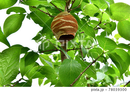スズメバチの巣 作り始めのスズメバチの巣 初夏の自然風景   スズメバチの巣 作り始めのスズメバチの巣 初夏の自然風景   78039300