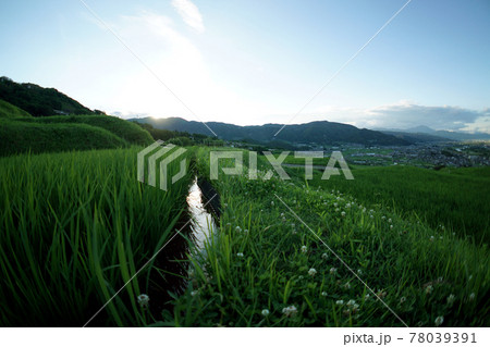 初夏の棚田の夕方（長野県） 78039391