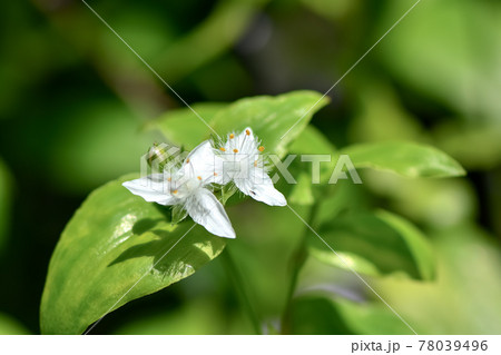 オオトキワツユクサ 78039496